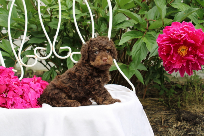 puppy, for, sale, , Matthew B. Stoltzfus, dog, breeder, Gap, PA, dog-breeder, puppy-for-sale, forsale, nearby, find, puppyfind, locator, puppylocator, aca